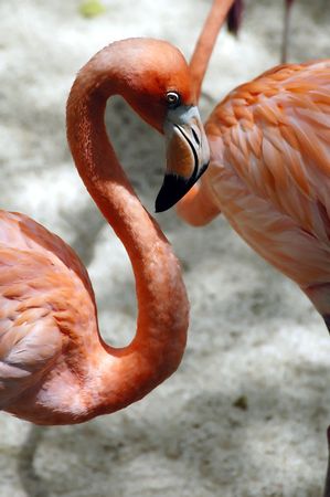 Mexican Flamingoの写真素材