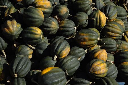 Fall Pumpkin for Saleの写真素材