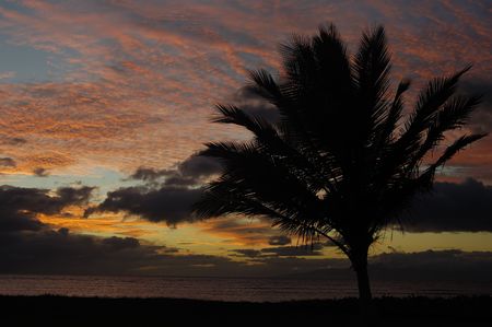 Picture of a Palm Tree  during a tropical sunsetの写真素材