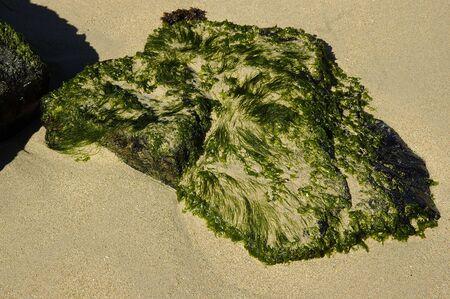 Green moss on a tropical beach during a bright summer afternoonの写真素材