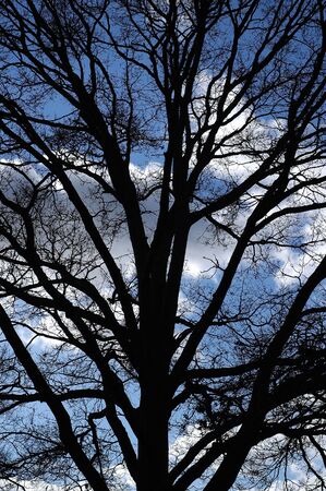 A Tree and its branches in a siloutted against the clouds and skyの写真素材