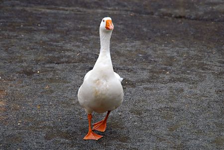 A white duck walking towards the camera with an attitudeの写真素材