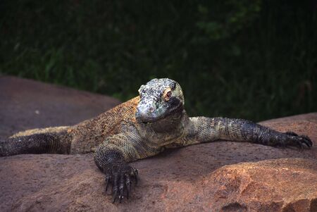 Close encounter of Komodo dragon at a local zooの写真素材