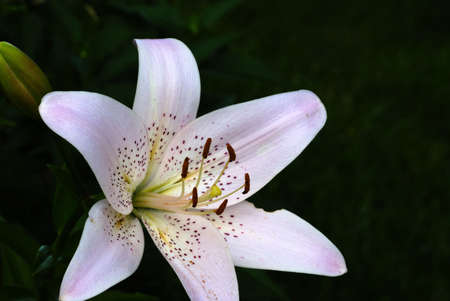 Close up shot of a pink day lilly の写真素材