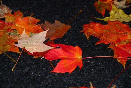 Vibrant fall foliage on a bright overcast day fallen leaves