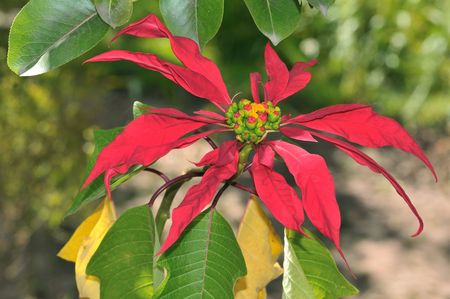 Close up picture of a beautiful pointsettia flower in Peruの写真素材