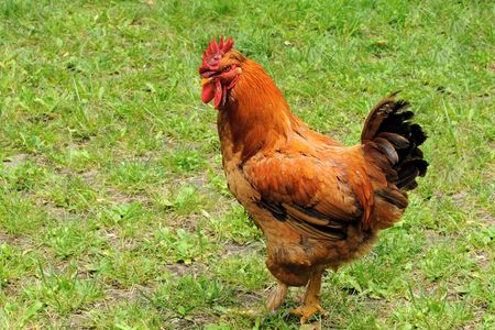 A beautiful Rooster in a local parkの写真素材