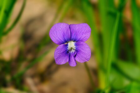 Pretty violet floew against a natural background with grassの写真素材