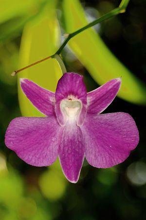 A beautiful backlit pick orchid in Thailandの写真素材