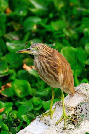 A curious aquatic bird (Pond Heron) waiting to catch its preyの写真素材