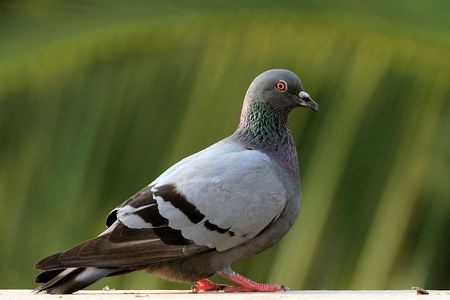 An handsome pigeon resting on a concrete wallの写真素材