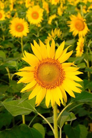 sun setting on Beautiful  sunflower fieldsの写真素材
