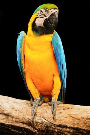 A beautiful macaw eagerly looking at the cameraの写真素材