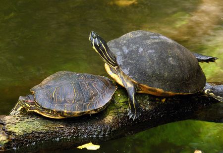 A pair of turtles resting near the shoreの写真素材