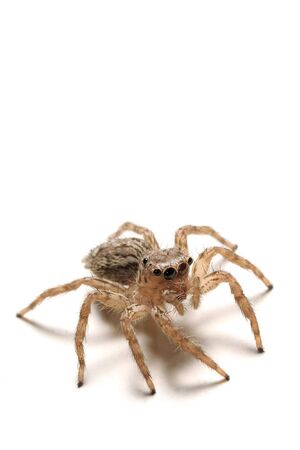 A loseup shot of a scary spider isolated on whiteの写真素材