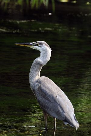 A beautiful and cautious Great blue heron looking for foodの写真素材