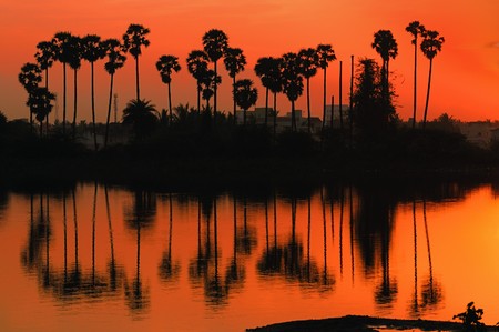 Sunrise and reflection of palm trees in still waterの写真素材
