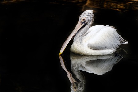 A spot billed pelican ducking to catch fishの写真素材