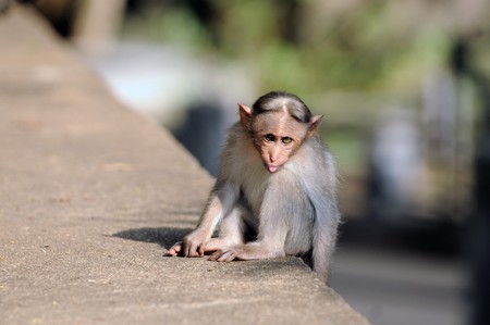 A young bonnet macaque putting his tongue outの写真素材