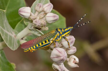 A beautiful painted grasshopper perching on a leafの写真素材