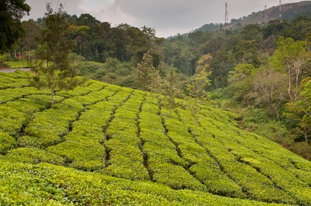 Tea Leaf with Plantation in the Background