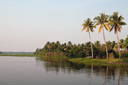 Palm trees reflection in Kerala backwaters, Cochin, Indiaの写真素材