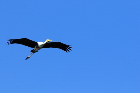 Painted Stork in his natural habitatの写真素材