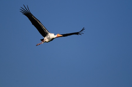 Painted Stork in his natural habitatの写真素材