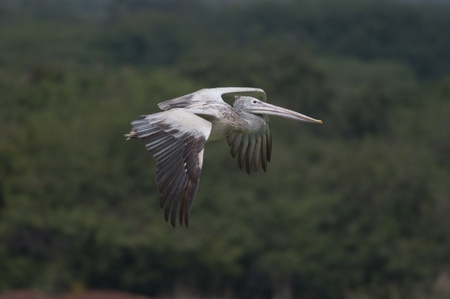 Spot Billed Pelican in his natural habitatの写真素材