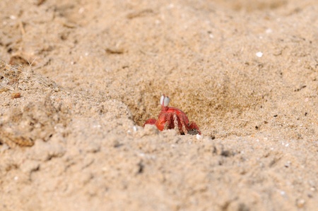 A lonely Fiddler crab defending its terittoryの写真素材