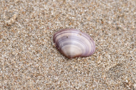 A colorful shell isolated on the beach sandの写真素材