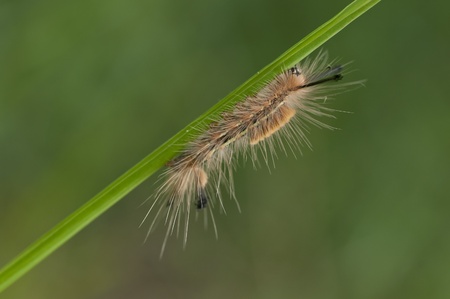 A think and hairy caterpillar perching on the blade of a grass