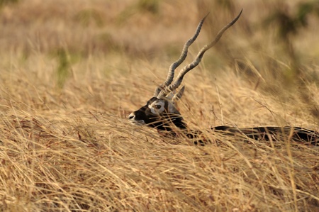 Blackbuck gazing along the grasssland in Gujarat India