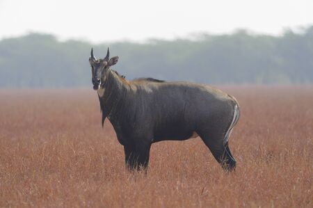 Nilgai (Boselaphus tragocamelus) gazing along the grasssland in Gujarat Indiaの写真素材