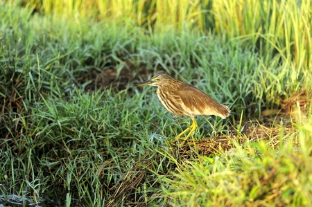Indian Pond Heron in his natural habitatの写真素材
