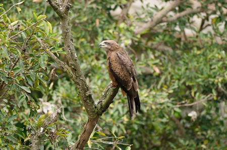 A black kite perching on a treeの写真素材