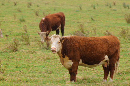 cow gazing on a fresh greenland and looking at youの写真素材