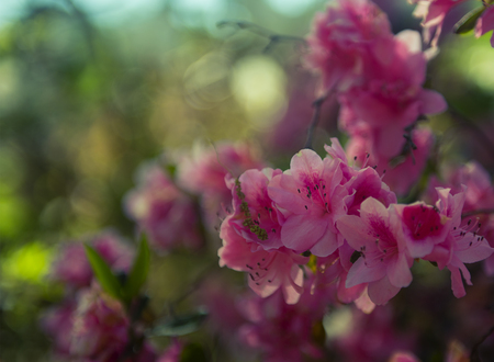 A japanese camellia flower in full bloom in springの写真素材