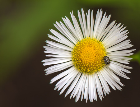 a beetle on the white daisy flowerの写真素材