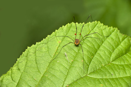a cute daddy long legs spider on a leaf
