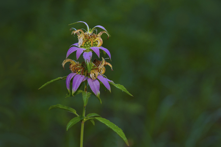 Spotted Bee-balm (Monarda punctata)の写真素材