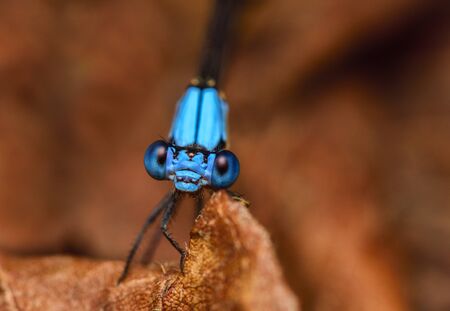 A damselfly perching on a blade of grassの写真素材
