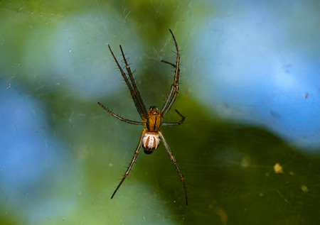A spider at the center of a full web