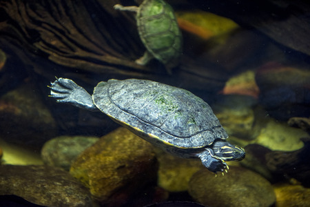 A sea turtle swimming at an aquariumの写真素材