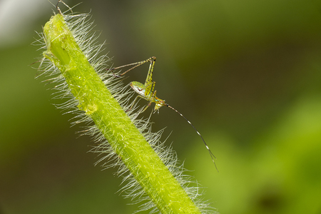 An immature katydid nymph on a grassの写真素材