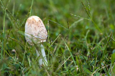 a fresh mushroom after rains in deep woodsの写真素材