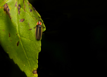 a fire fly resting on a green leaf
