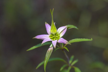 Spotted Bee-balm (Monarda punctata)の写真素材
