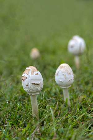 a fresh mushroom after rains in deep woodsの写真素材