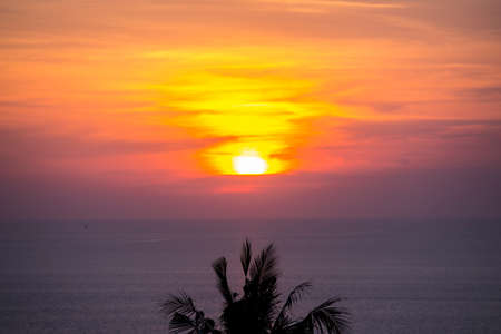 coconut tree, sea and the sun.の写真素材